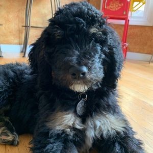 Meet your Posher, Sammy